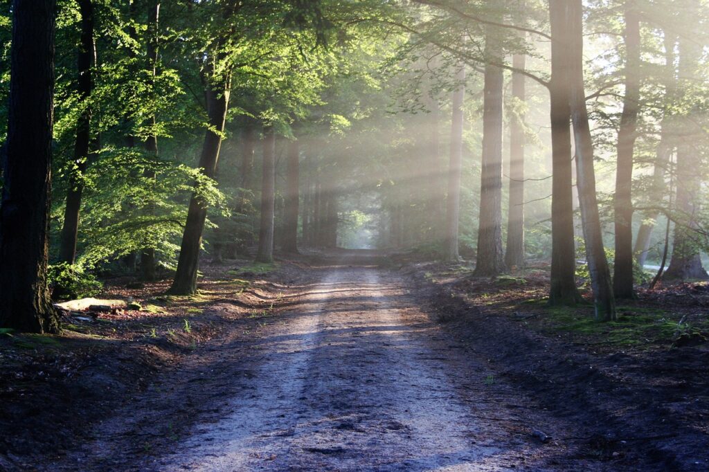 avenue, trees, path , way in Jungle